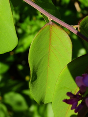 Securidaca diversifolia