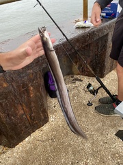Conger oceanicus