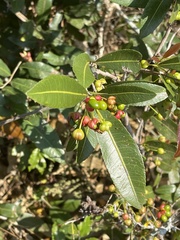Ochna natalitia
