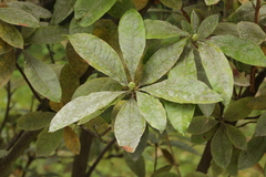 Erysiphe azaleae