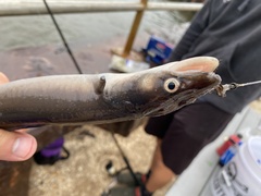Conger oceanicus