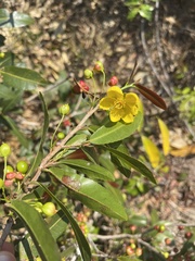 Ochna natalitia