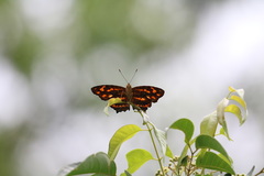 Symbrenthia lilaea formosanus