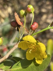 Ochna natalitia