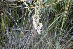 Sprengelia incarnata