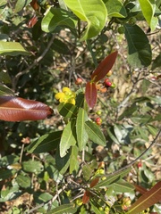Ochna natalitia