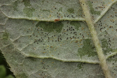 Erysiphe azaleae