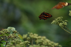 Symbrenthia lilaea formosanus