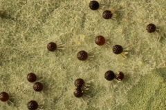 Erysiphe azaleae