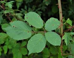 Rubus robiae