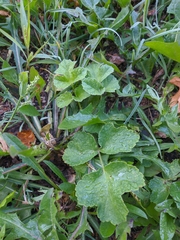 Heracleum sphondylium sibiricum