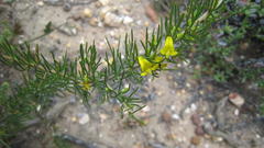 Aspalathus spinosa flavispina