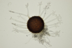Erysiphe azaleae