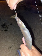 Conger oceanicus