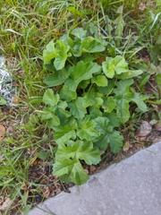 Heracleum sphondylium sibiricum