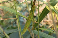 Puccinia magnusiana