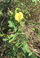 Chamaecytisus ruthenicus