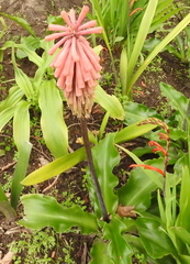 Veltheimia bracteata