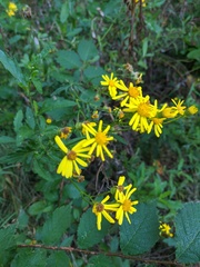 Jacobaea grandidentata