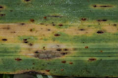 Puccinia magnusiana