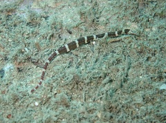 Corythoichthys amplexus