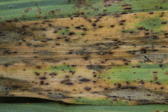 Puccinia magnusiana