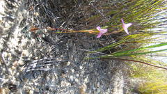 Disa bifida