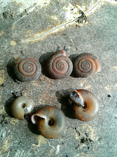 Oestophora lusitanica