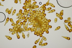 Puccinia magnusiana