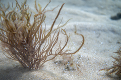 Gracilaria secundata