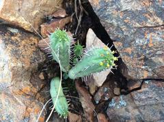 Euphorbia nesemannii