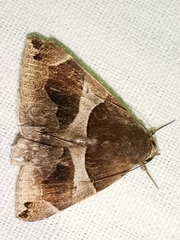 Dysgonia algira