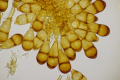 Puccinia magnusiana