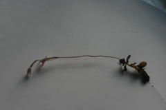 Disa bifida