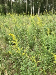 Solidago latissimifolia