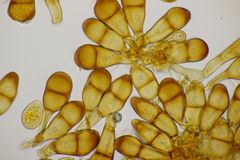 Puccinia magnusiana