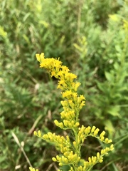 Solidago latissimifolia