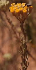 Athanasia sertulifera