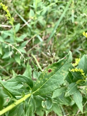 Solidago latissimifolia