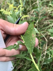 Solidago latissimifolia