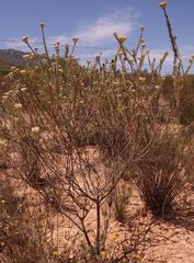 Athanasia sertulifera