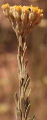 Athanasia sertulifera