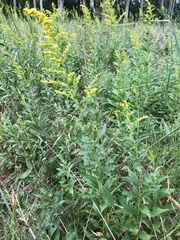 Solidago latissimifolia