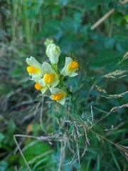 Linaria
