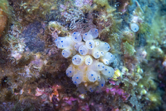 Clavelina pseudobaudinensis