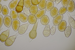 Puccinia magnusiana