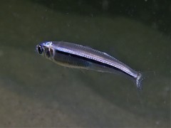 Atherinomorus vaigiensis