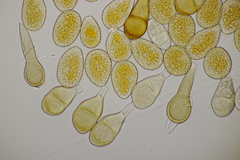 Puccinia magnusiana