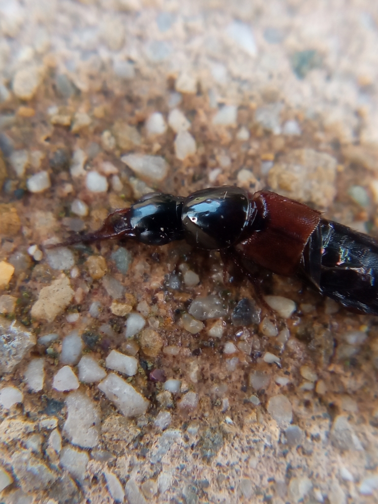 Quedius picipes
