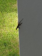 Anolis cristatellus